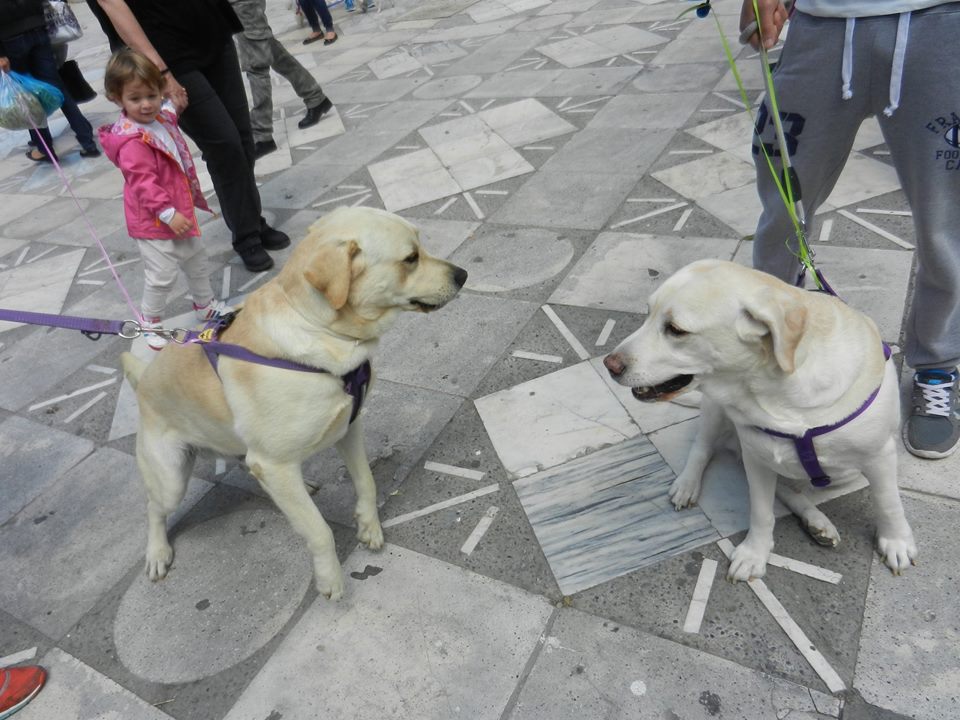 Χανιά: Χαρούμενη και επιτυχημένη η παρέλαση των αδέσποτων μπαλονιών!