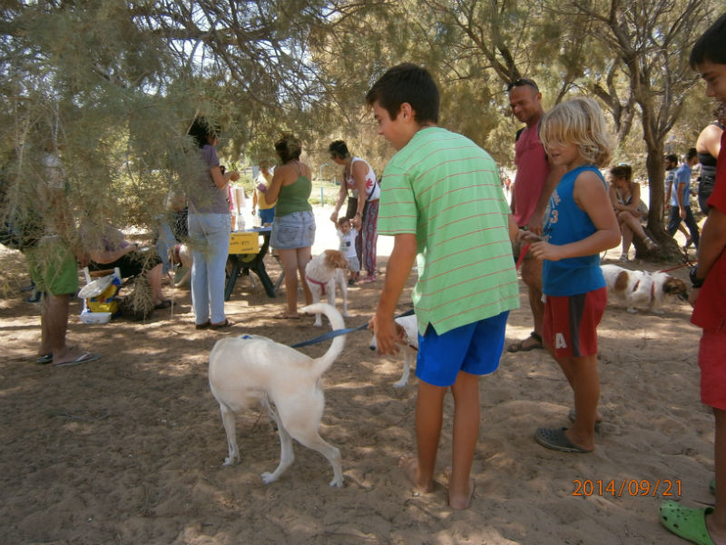 Χανιά: Beach Party για… σκυλιά στους Αγίους Αποστόλους (φωτο)