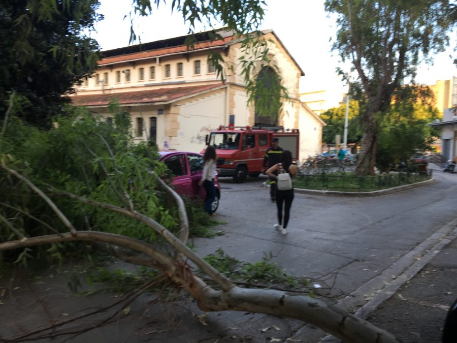 Χανιά: Δέντρο πλάκωσε αυτοκίνητο στην πλατεία Χορτατσών (Photos)