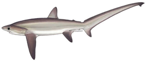 Μεγαλομάτης αλωπίας Alopias superciliosus - Bigeye thresher shark