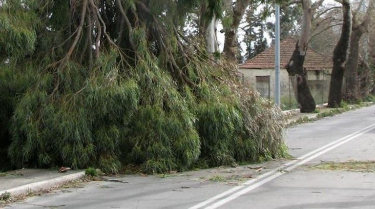 Άνεμοι 110km ξεπάτωσαν μεγάλα δέντρα στα Χανιά