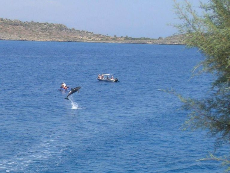 Δελφίνι εντυπωσιάζει λουόμενους στα Μάρμαρα Σφακίων (φωτο)