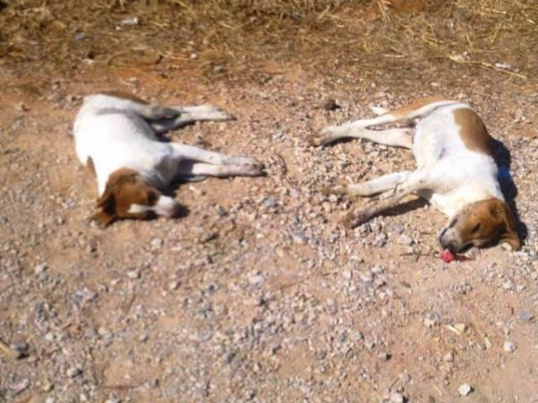 Mαύρισε σήμερα η Χρυσή Ακτή από τα πτώματα των αδέσποτων (φωτο)