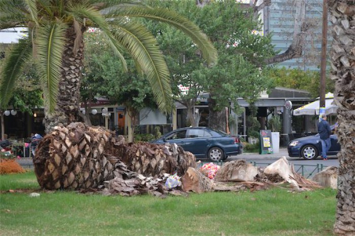 Χανιά: Ξεκίνησαν να κόβουν τους φοίνικες της πλατείας Δικαστηρίων