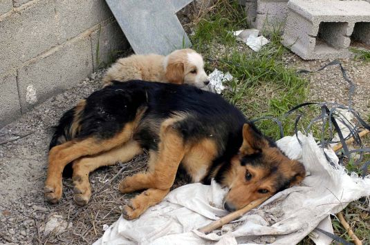 Τι δεν κάνουν οι Χανιώτες κτηνίατροι για τα αδέσποτα - Η εξαίρεση που δε γίνεται κανόνας