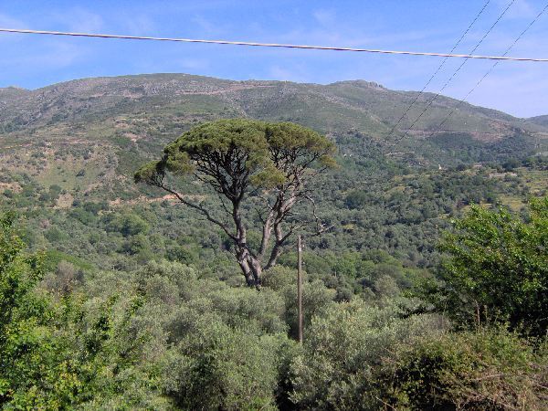 Κόβουν υπεραιωνόβια κουκουναριά στα Χανιά για να περάσει δρόμος