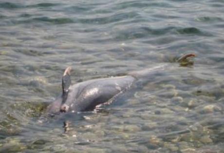 Νεκρό δελφίνι σε ακτή των Χανίων