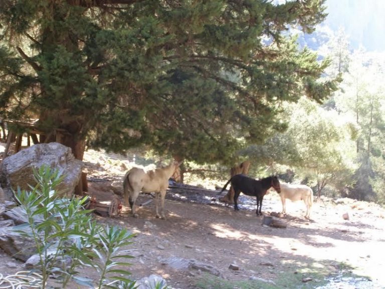 Χανιά: Έκαναν το όνειρο του Χρήστου πραγματικότητα