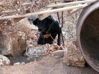 Χανιά: Πήραν στο κυνήγι με αγροτικά εθελοντές της Φιλοζωικής