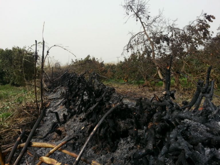 Μεγάλη φωτιά στον Πλατανιά Χανίων - Ολονύχτια μάχη με τις φλόγες