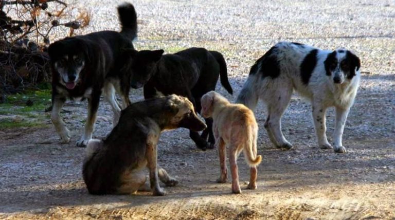 Κρήτη: Γυναίκα έπαθε σοκ από επίθεση αγέλης αδέσποτων