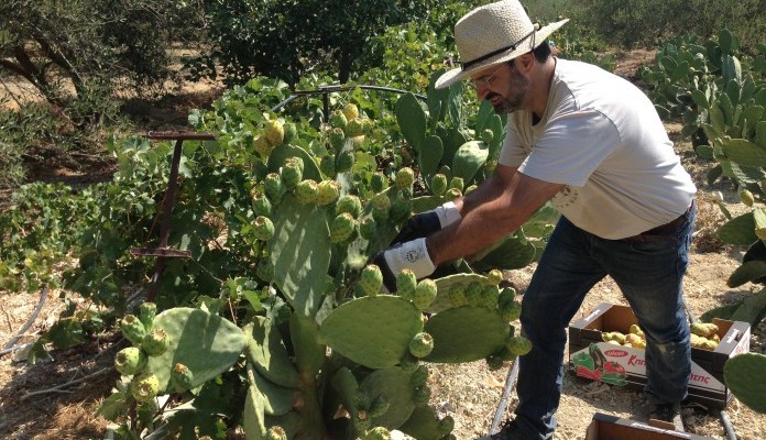 Έφτιαξαν κρητική τεκίλα και ήδη έχουν παραγγελίες από Ντουμπάι