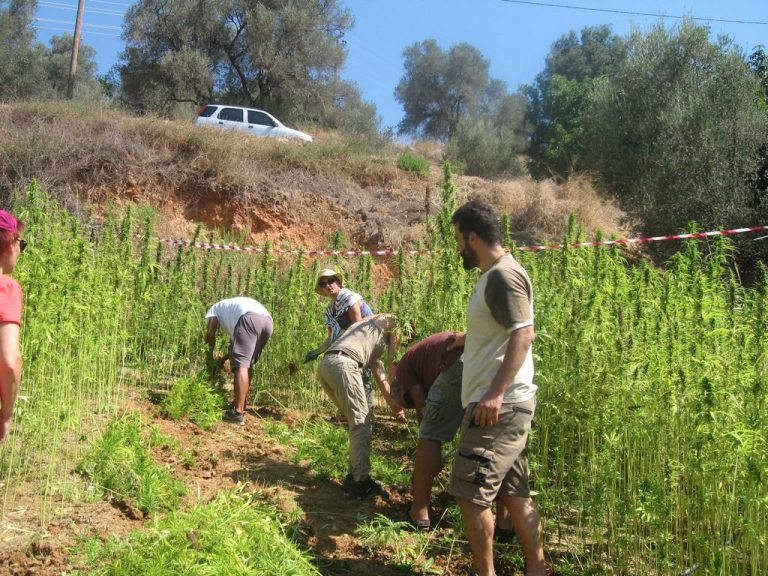 Πρώτη συγκομιδή βιομηχανικής κάνναβης στα Χανιά