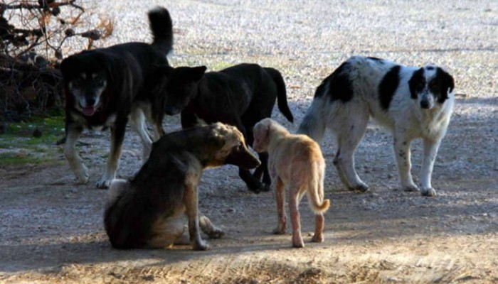 Αγέλη αδέσποτων σκυλιών στους Αγίους Αποστόλους τραυμάτισε οδηγό δικύκλου