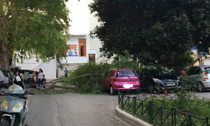 Χανιά: Δέντρο πλάκωσε αυτοκίνητο στην πλατεία Χορτατσών (Photos)