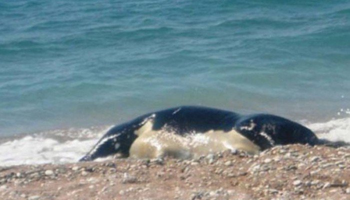 Κουφάρι αγελάδας στην παραλία του Κουμ Καπί στα Χανιά