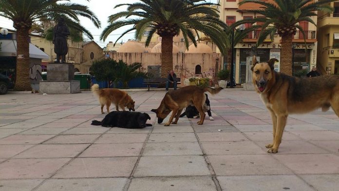 Χανιά: Άγρια επίθεση τριών σκυλιών σε 70χρονο στην Σπλάντζια - Τον έριξαν κάτω και τον δάγκωναν