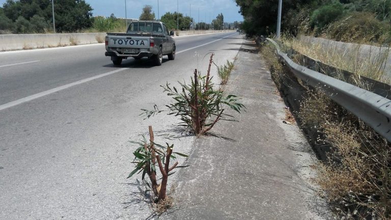 Χανιά: Φύτρωσαν δεντράκια στην άσφαλτο της εθνικής και το κλάδεψαν κιόλας! (φωτο)