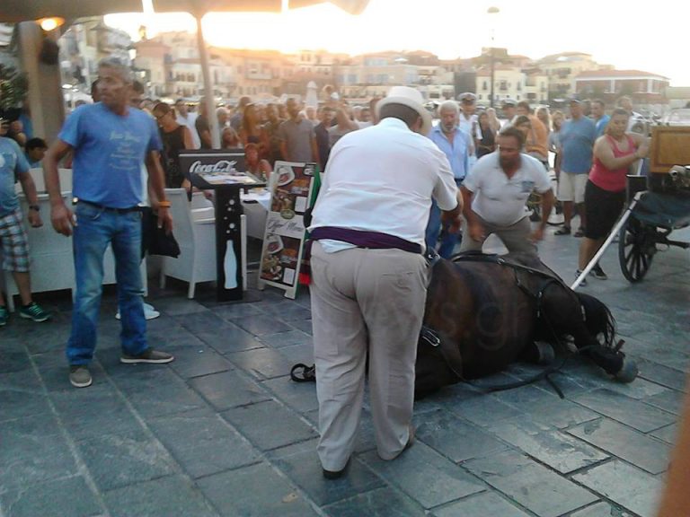 Χανιά: Πανικός από κατάρρευση αλόγου στο Ενετικό Λιμάνι μέσα στον κόσμο (φωτο)