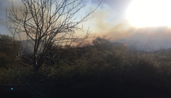 Πυρκαγιά σε δασική έκταση στην περιοχή του Σκινέ (φωτό)