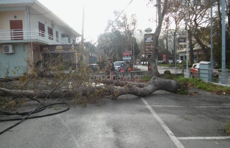 Δέντρο ξεριζώθηκε και έπεσε πάνω σε καλώδια στη Λεωφόρο Σούδας