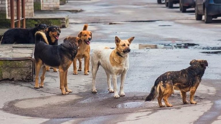 Με σκάνερ θα ελέγχουν τους... ιδιοκτήτες κατοικίδιων στα Χανιά