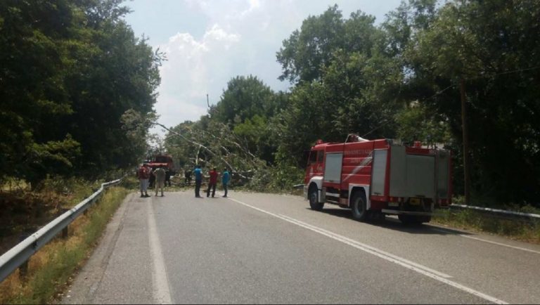 Ένας νεκρός από πτώση δένδρου που καταπλάκωσε διερχόμενο αυτοκίνητο