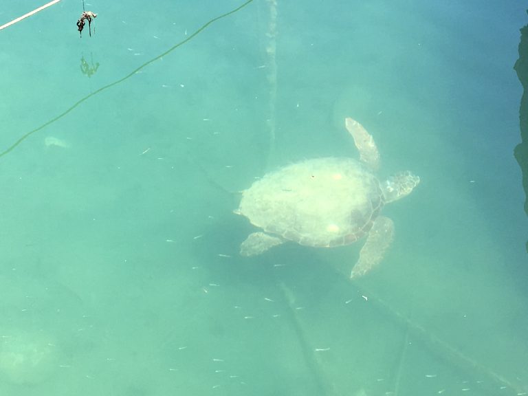 Χελώνα Caretta Carretta κάνει βουτιές στο λιμάνι των Χανίων (video)