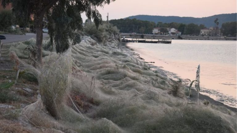 Απίστευτες φωτογραφίες: Τεράστιο «πέπλο» από ιστούς αράχνης «κατάπιε» 300 μέτρα βλάστησης στο Αιτωλικό