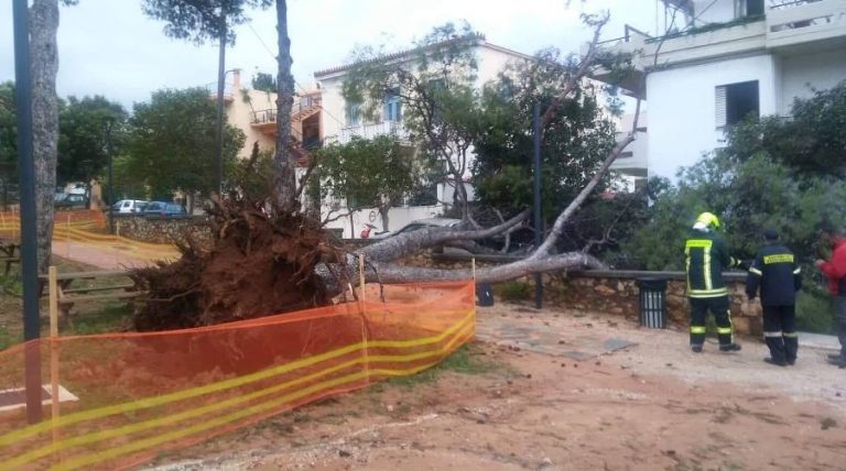 Νέα πτώση δένδρου σε πάρκο στα Χανιά