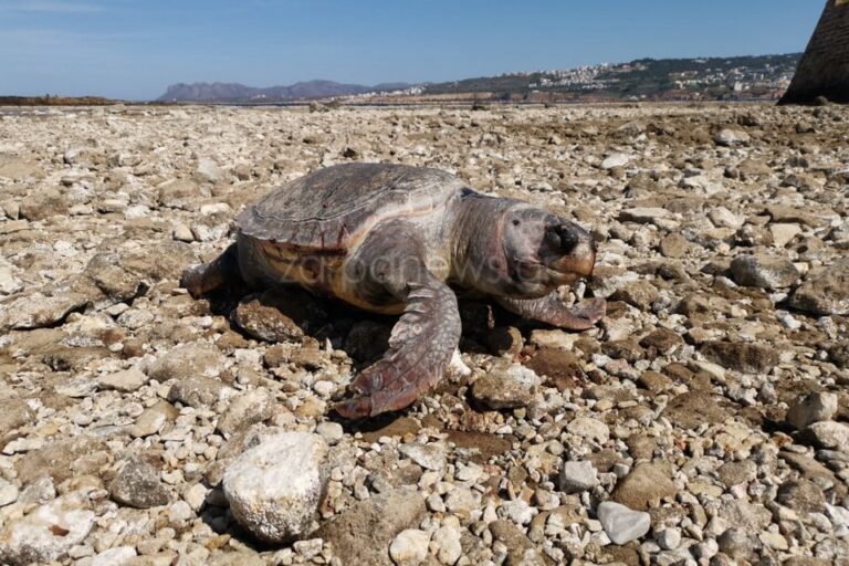 Χανιά: Νεκρή χελώνα Caretta-Caretta στον λιμενοβραχίονα του Ενετικού Λιμανιού (φωτο)