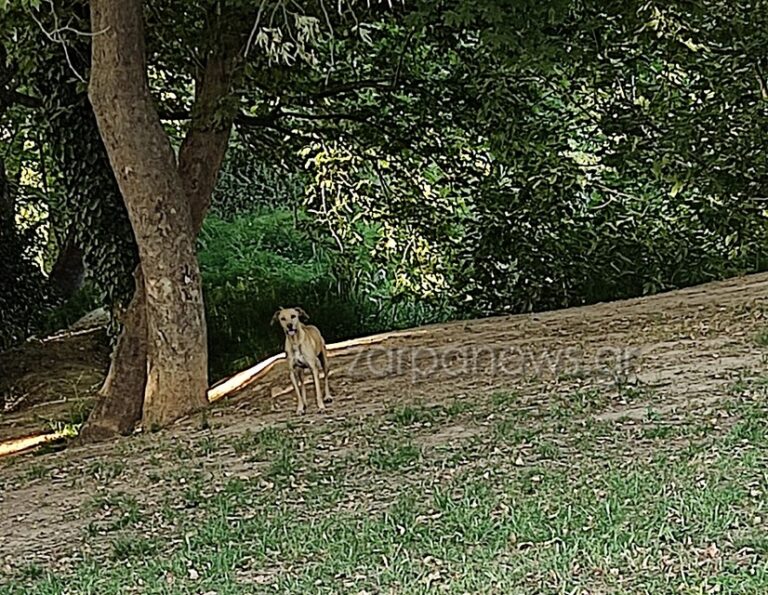 Χανιά: Σκύλος επιτέθηκε σε κοριτσάκι στην λίμνη Αγυιάς - Τι καταγγέλλει μητέρα (φωτο)