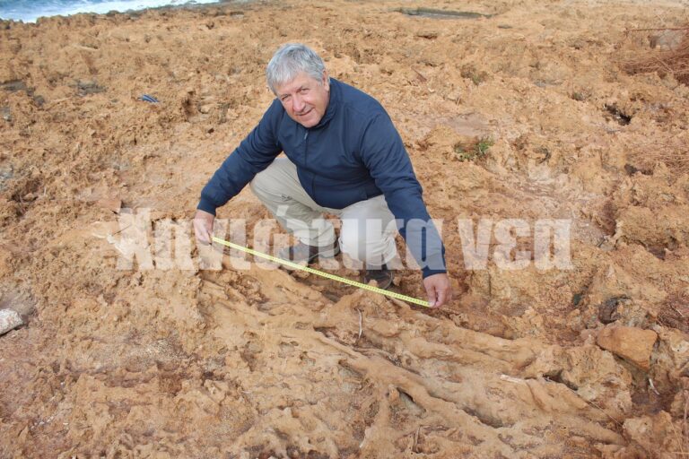 Το απολιθωμένο δάσος των Χανίων (φωτο)