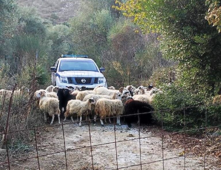 Χανιά: Συνελήφθησαν δεκάδες πρόβατα που έκαναν party σε ελαιώνα (φωτο)