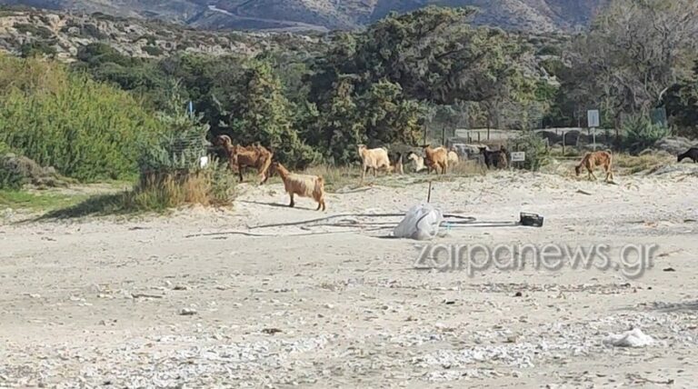 Χανιά: Κατσικάκι ντόπιο αναθρεμμένο με κρινάκι NATURA… Τραγελαφικές εικόνες στην παραλία στο Ελαφονήσι (φωτο - video)