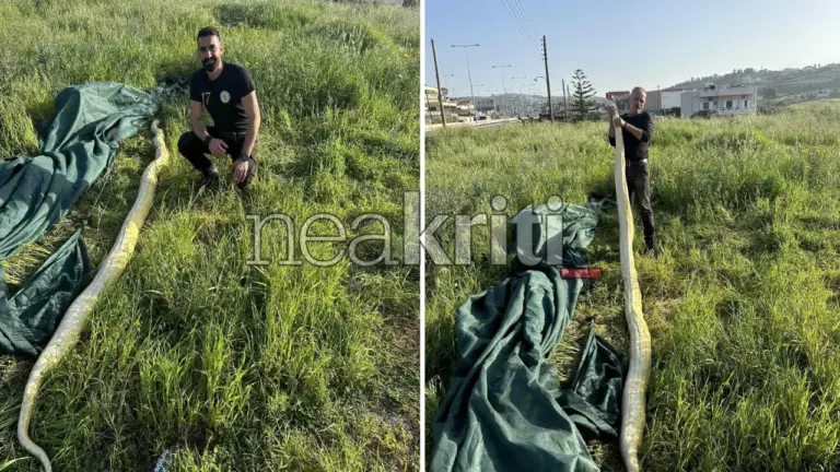 Κρήτη: Σοκ για δύο άνδρες - Βρήκαν γιγάντιο πύθωνα σε χωράφι (φωτο)