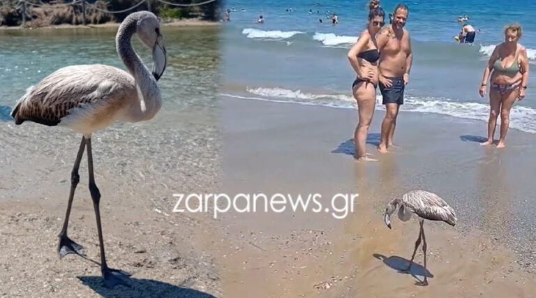 Χανιά: Ένα φλαμίνγκο σε παραλία (φωτο - video)