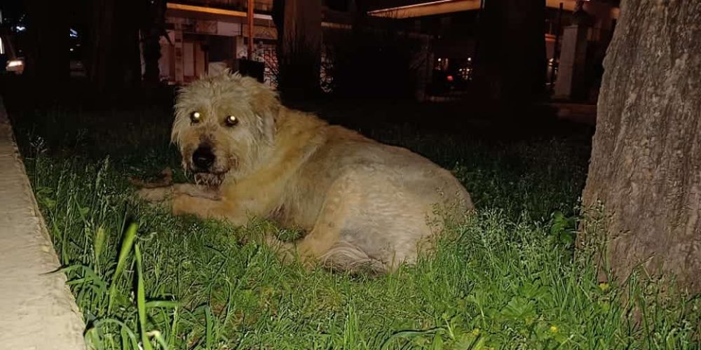 Χανιά: Ανιδιοτελής αγάπη… Σκύλος γύρισε από τις Βουκολιές στο κέντρο της πόλης για να επιστρέψει στον άνθρωπό του (φωτο)