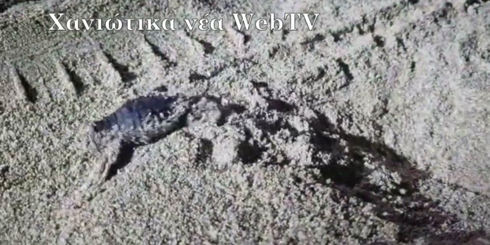 Χανιά: Χελωνάκια στην παραλία του Σταυρού (video)
