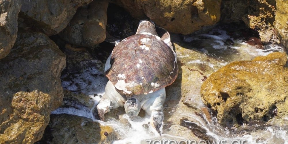 Χανιά: Νεκρή θαλάσσια χελώνα στο Ενετικό Λιμάνι (φωτο)