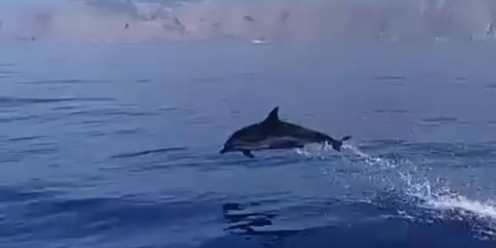 Χανιά: Μεγάλο κοπάδι από δελφίνια έκανε σόου ανάμεσα σε Αγία Ρουμέλη και Γαύδο (video)