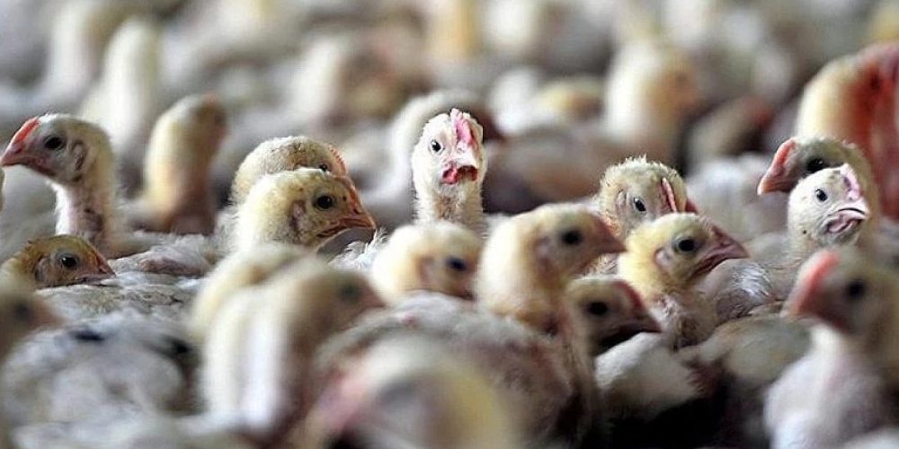 Η Ρωσία κατέγραψε το πρώτο κρούσμα παγκοσμίως μόλυνσης ανθρώπου με την γρίπη των πτηνών