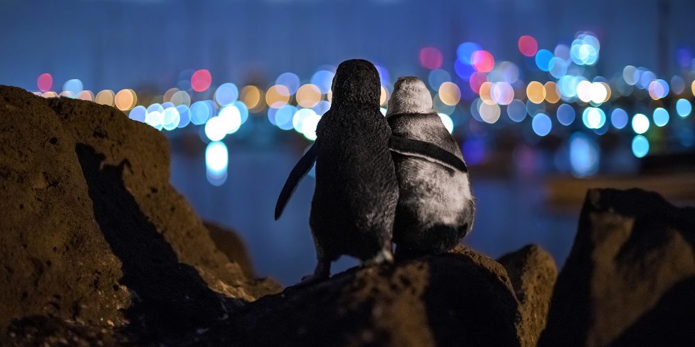 Η αγκαλιά δυο πιγκουίνων που έχασαν τους συντρόφους τους και παρηγορούν ο ένας τον άλλο