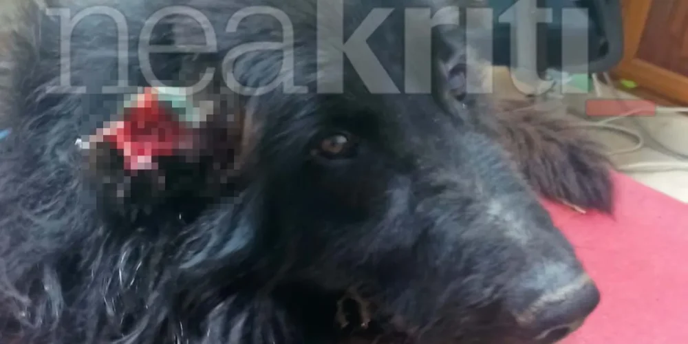 Κρήτη: Ένα ακόμη φρικτό περιστατικό κακοποίησης ζώου – Σοκαρισμένος και ο κτηνίατρος από την εικόνα του άτυχου σκύλου (video)