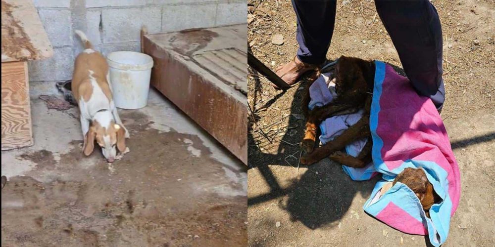 Κρήτη: Σκληρές εικόνες από τα τέσσερα σκυλιά που βρέθηκαν υποσιτισμένα και μέσα στα αίματα (video)