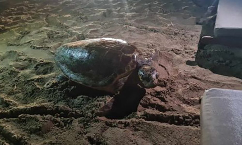 Χανιά: Παραλίγο ακρωτηριασμός τουρίστριας που τη δάγκωσε θαλάσσια χελώνα στο Μαράθι