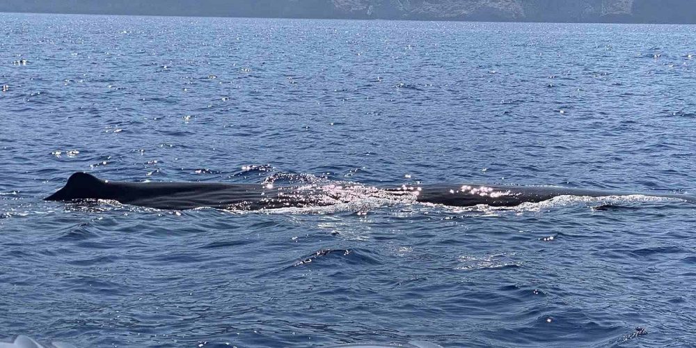 Χανιά: Παιχνιδιάρα φάλαινα ξετρέλανε επισκέπτες σε σκάφος