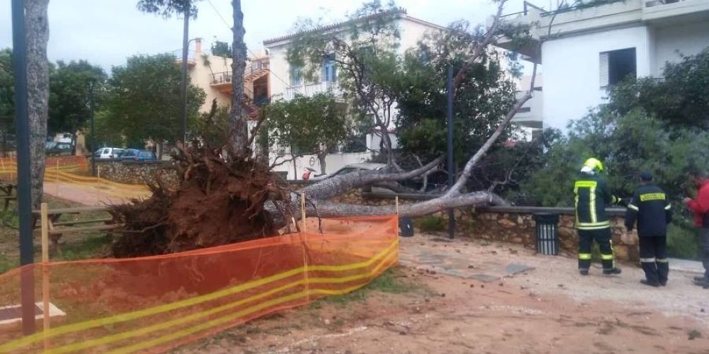 Νέα πτώση δένδρου σε πάρκο στα Χανιά