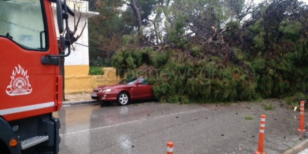 Δέντρα έπεσαν πάνω σε αυτοκίνητα στο πλάι του Δημοτικού Κήπου Χανίων  Έκλεισε ο δρόμος – Κινδυνεύουν στύλοι της ΔΕΗ  Εικόνες χάους στο κέντρο της πόλης