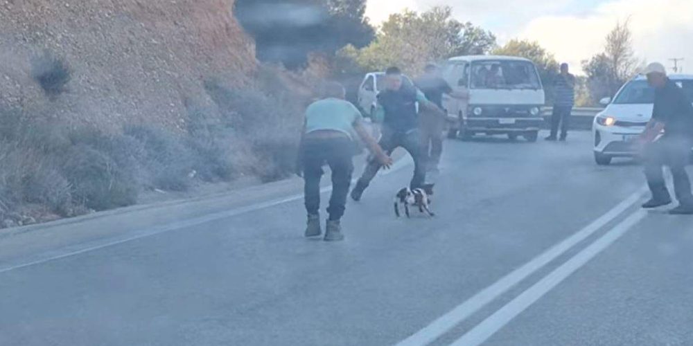 Σταμάτησαν την κυκλοφορία στην εθνική οδό για να σώσουν ένα αρνάκι (video)